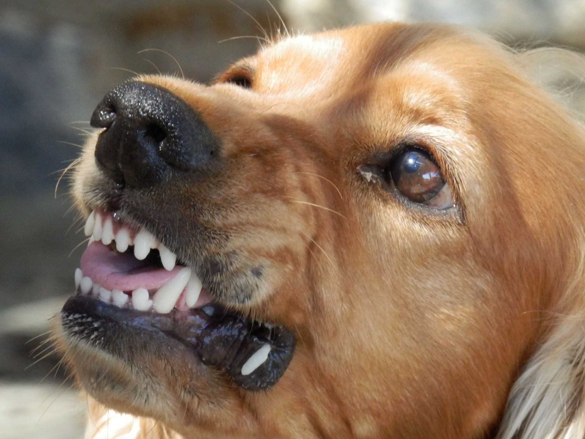 can you sue if a dog attacks your dog